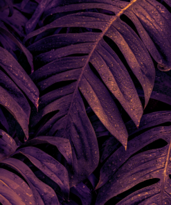 Fototapeta Fialová monstera