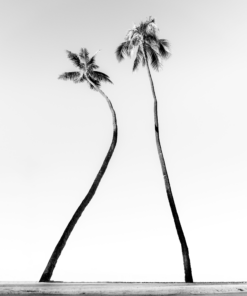 Fototapeta Tropický minimalismus