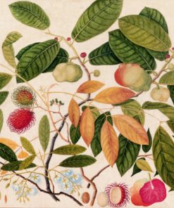 Fototapeta Rambutan a exotické ovoce